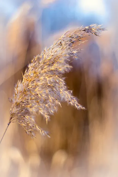 Whisk marsh grass — Stock Photo, Image