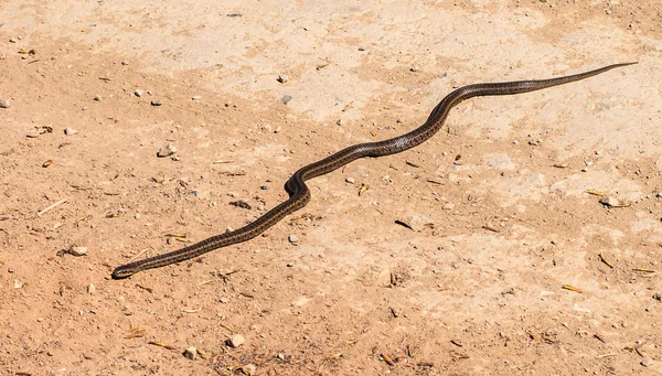 Serpiente en el camino — Foto de Stock