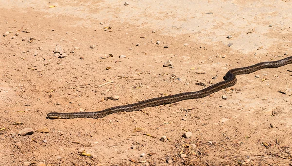 Змія в дорозі — стокове фото