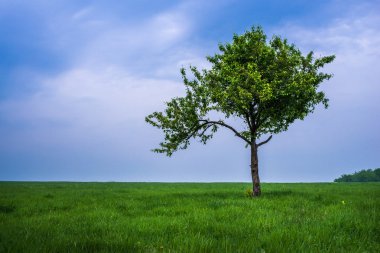 alanında tek ağaç