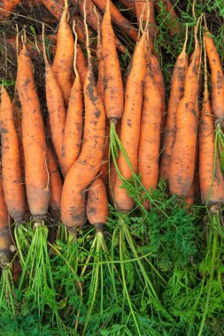 Yeşil uçlu bir avuç turuncu havuç. Hasattan sonra olgun havucun arka planı. Metin için alanı olan seçici odak.
