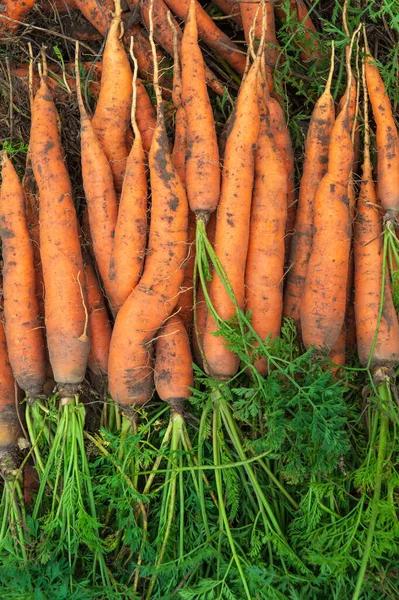 Yeşil uçlu bir avuç turuncu havuç. Hasattan sonra olgun havucun arka planı. Metin için alanı olan seçici odak.