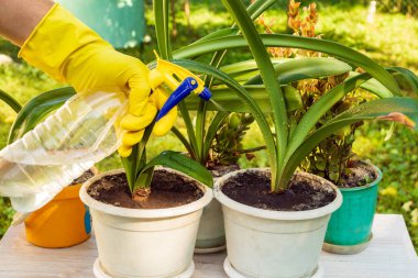 Çiçekçi ev çiçekleri ile nemlendirir. Ev bitkisi bakım konsepti. Kapalı alandaki bitkilerin önlenmesi.