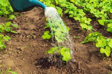 Akşam bahçede çiçek açmadan önce fasulye fidelerini sulamak. İyi bir hasat için tarım bakımı.