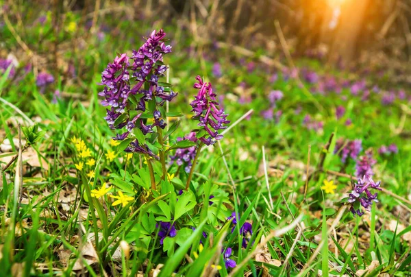 Corydalis Solida Purple Flowers Hollowroot Wild Usually Blooms Spring Parks — 스톡 사진