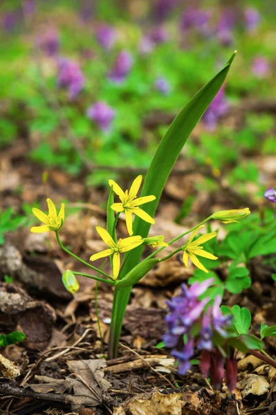 Gagea Lutea Europea Occidental Estas Son Flores Floración Temprana Parques —  Fotos de Stock