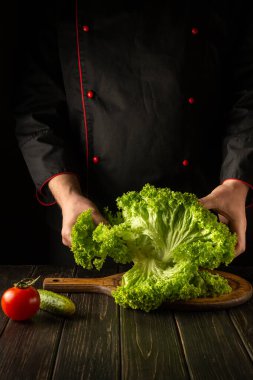 Şef, Marul 'dan bir diyet salatası ya da yemek hazırlıyor. Mutfaktaki aşçının ellerinde yeşil yapraklar var. Vejetaryen mutfağı