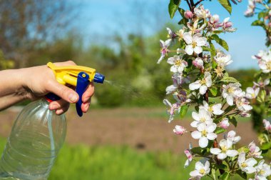 Bahçedeki çiçek açan elma ağacının dallarını işlemek çeşitli haşerelerden veya böceklerden. Bahar bahçesinin önlenmesi