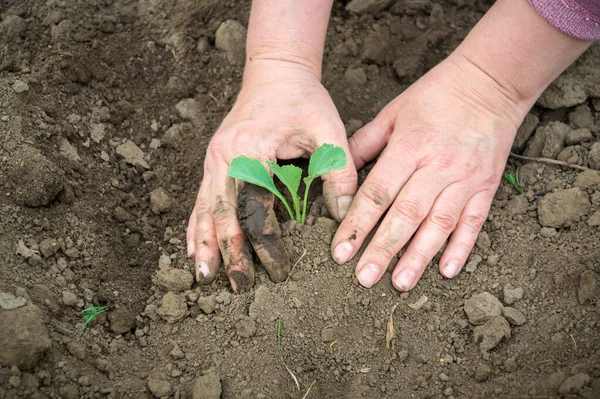 Plantando Mudas Repolho Primavera Terreno Aberto Jardim Mãos Uma Mulher — Fotografia de Stock