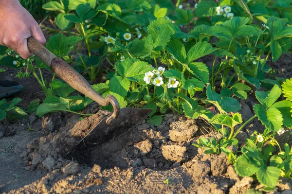 Baharda bahçede çiçek açan çileklerle toprağı işliyor..