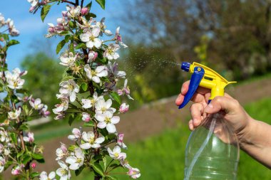 Bahçedeki çiçek açan elma ağacının dallarını işlemek çeşitli haşerelerden veya böceklerden. Bahar bahçesinin önlenmesi.