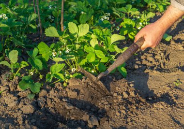 Baharda bahçede çiçek açan çileklerle toprağı işliyor..