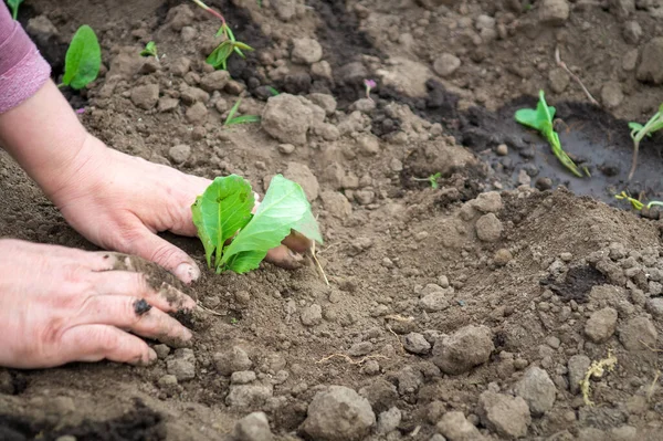 Planting Seedlings Cabbage Spring Open Ground Garden Hands Farmer Woman — Φωτογραφία Αρχείου