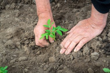 Baharda bahçedeki zemine domates tohumu ekiyor. Kırsal kesimde çalışan kadınların elleri.