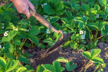 Baharda bahçede çiçek açan çileklerle toprağı işliyor..