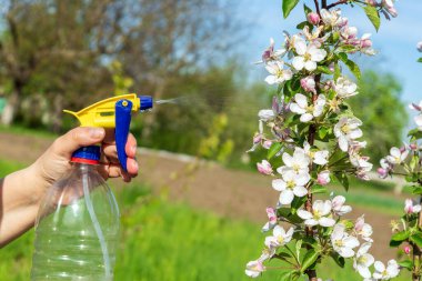 Bahçedeki çiçek açan elma ağacının dallarını bakteriyel hastalıklardan ıslatıyor. Bahar bahçesinin önlenmesi.