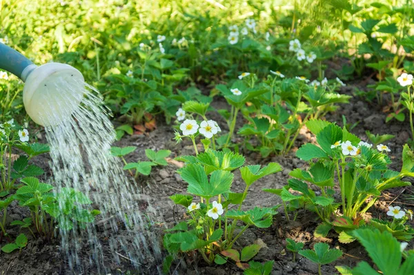 Watering strawberries in the evening on a plantation for good harvest. Water from a watering can pours over strawberry bushes