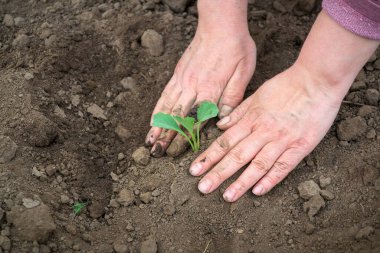 Baharda bahçedeki açık arazide lahana fideleri dikiyorlar. Kırsal kesimde çalışan bir kadının elleri..