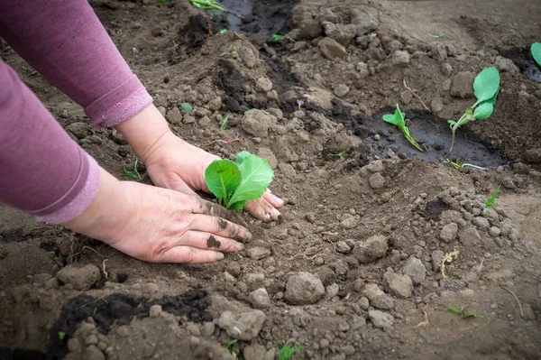 Planting Seedlings Cabbage Spring Open Ground Garden Hands Farmer Woman — Φωτογραφία Αρχείου