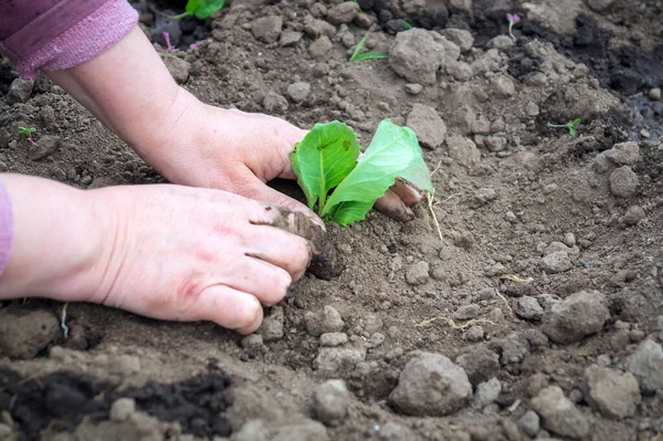 Planting Seedlings Cabbage Spring Open Ground Garden Hands Rural Woman — Stockfoto