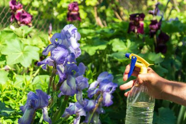 Bahçeye çiçek serpmek önleme ve çiçek açmak için..