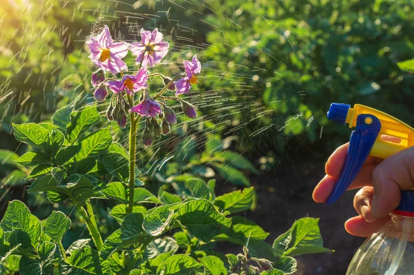 コロラドのジャガイモカブトムシや細菌病のための開花ジャガイモを噴霧 庭の手入れ — ストック写真