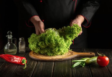 Şef, Marul 'dan diyet yemekler hazırlıyor. Mutfak masasındaki yeşil yaprakları koparmak. Sebze diyeti fikri