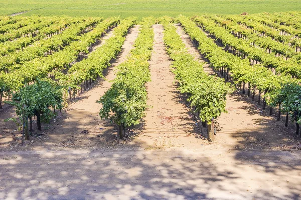 Vine Field near Napa Valley, California — Stock Photo, Image