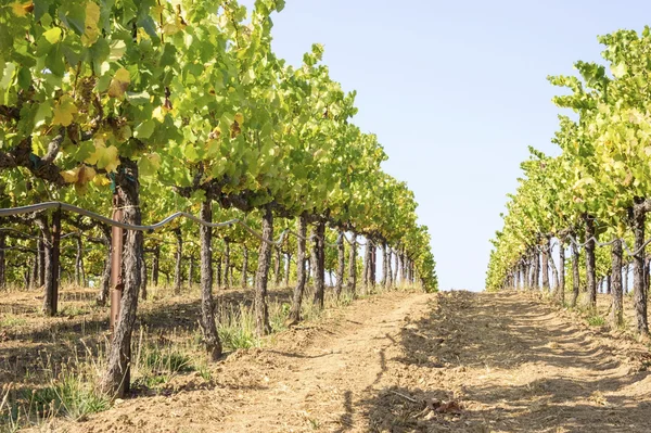 Vine Field near Napa Valley, California — Stock Photo, Image