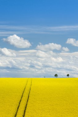 Kanola alan ve romantik gökyüzü