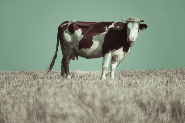 Vache atomique — Photo