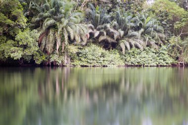 güzel tropik bakış