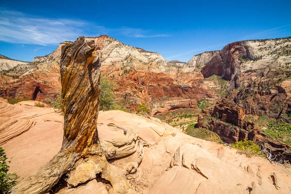 Vacker utsikt över canyon i zion national park. — Stockfoto