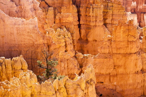 Bryce Canyon National Park in Utah, USA — Stock Photo, Image