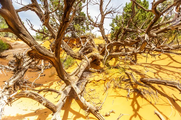 Dead branches at desert landscape in Utah — Stock Photo, Image