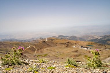 Önünde mor çiçekler bulunan Sierra Nevada Ulusal Parkı, Endülüs, İspanya