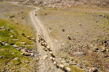 Sierra Nevada dağlarının yamacında otlayan bir koyun ve keçi sürüsü, Endülüs, İspanya