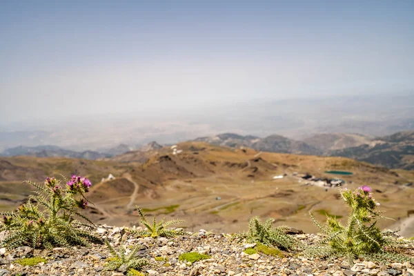 Paisaje Del Parque Nacional Sierra Nevada Con Flores Púrpuras Primer — Foto de Stock