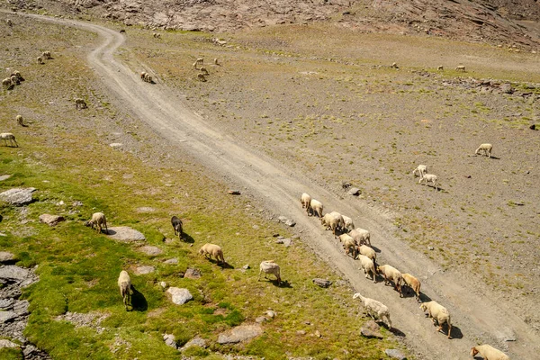 Flock Sheep Goats Grazing Slope Sierra Nevada Mountains Andalusia Spain — Stock Photo, Image