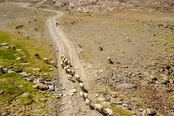 Sierra Nevada dağlarının yamacında otlayan bir koyun ve keçi sürüsü, Endülüs, İspanya