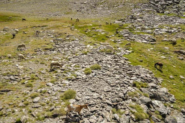 Flock Sheep Goats Grazing Slope Sierra Nevada Mountains Andalusia Spain — Stock Photo, Image