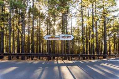 En yüksek tepe noktası Pico Las Nieves ve Tejeda, Gran Canaria, Kanarya Adaları, İspanya gibi ünlü yerlerin işaretleriyle ormandan geçen yol..