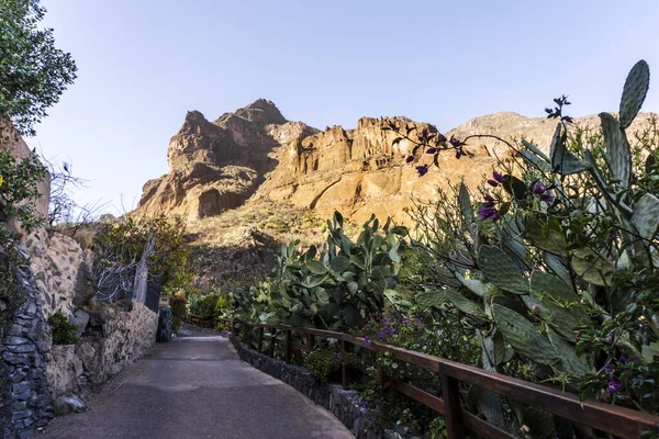 Plants Cliffs Guayadeque Ravine Gran Canaria Canary Islands Spain — Stock Photo, Image