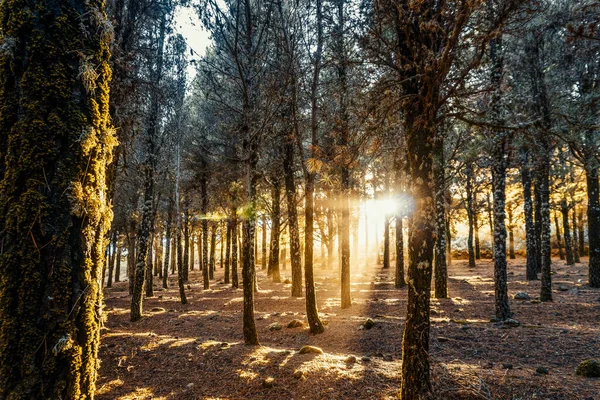 Schöne Sonnenstrahlen Erhellen Mit Moos Bedeckte Bäume Nebligen Wald Gran — Stockfoto