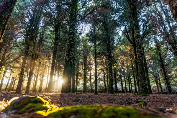 Schöne Sonnenstrahlen Erhellen Mit Moos Bedeckte Bäume Nebligen Wald Gran — Stockfoto