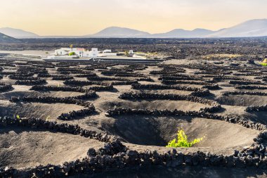 Grapevine on black volcanic soil in vineyards of La Geria, Lanzarote, Canary Islands, Spain