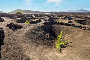 Grapevine on black volcanic soil in vineyards of La Geria, Lanzarote, Canary Islands, Spain