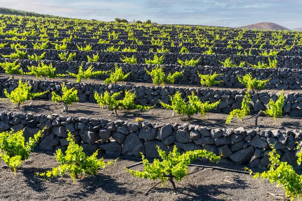 Grapevine on black volcanic soil in vineyards of La Geria, Lanzarote, Canary Islands, Spain