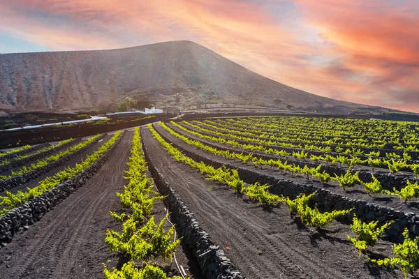 Grapevine on black volcanic soil in vineyards of La Geria, Lanzarote, Canary Islands, Spain