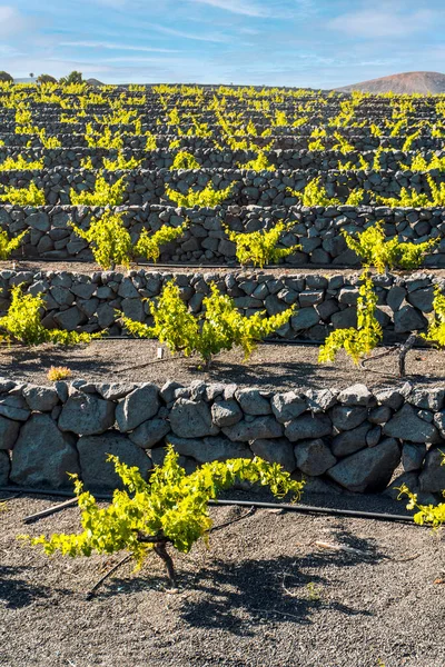 Grapevine on black volcanic soil in vineyards of La Geria, Lanzarote, Canary Islands, Spain